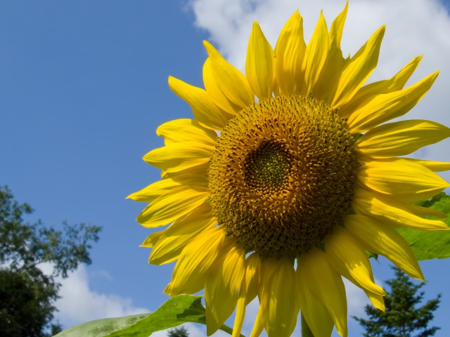 sunflower